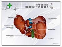 Стенд "Строение печени человека" - fgospostavki.ru - Яблоновский