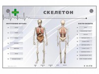 Электрифицированный стенд-тренажер "Скелетон" - fgospostavki.ru - Яблоновский