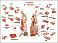 Таблица "Правила разделки мясных туш. Говядина и телятина" (100х140 сантиметров, винил) - fgospostavki.ru - Яблоновский