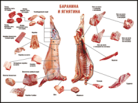 Таблица "Правила разделки мясных туш. Баранина и ягнятина" (100х140 сантиметров, винил) - fgospostavki.ru - Яблоновский
