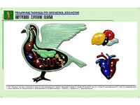 Рельефная таблица "Внутреннее строение голубя" (формат А1, матовое ламинирование) - fgospostavki.ru - Яблоновский
