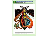 Рельефная таблица "Внутреннее строение жука" (формат А1, матовое ламинирование) - fgospostavki.ru - Яблоновский