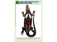 Рельефная таблица "Внутреннее строение ящерицы" (формат А1, матовое ламинирование) - fgospostavki.ru - Яблоновский