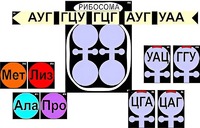 Модель-аппликация "Биосинтез белка" (ламинированная) - fgospostavki.ru - Яблоновский