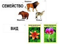 Модель-аппликация "Классификация растений и животных" (ламинированная) - fgospostavki.ru - Яблоновский