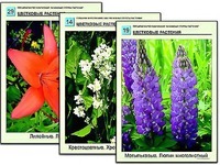 Гербарий фотографический "Основные группы растений" - fgospostavki.ru - Яблоновский