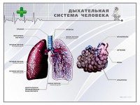 Стенд "Дыхательная система человека" - fgospostavki.ru - Яблоновский