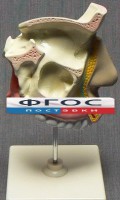 Модель "Разрез носоглотки" - fgospostavki.ru - Яблоновский