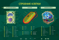 Электрифицированный стенд "Строение клетки" с маркерными полями - fgospostavki.ru - Яблоновский