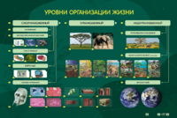 Электрифицированный стенд "Уровни организации жизни" - fgospostavki.ru - Яблоновский