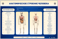 Электрифицированный стенд-тренажер c макетом скелета "Анатомическое строение человека" - fgospostavki.ru - Яблоновский