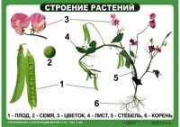 Комплект таблиц "Ознакомление с окружающим миром 1-4 класс" - fgospostavki.ru - Яблоновский