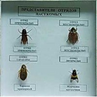 Коллекция энтомологическая "Представители отряда насекомых" - fgospostavki.ru - Яблоновский