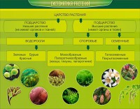 Стенд "Систематика растений" - fgospostavki.ru - Яблоновский