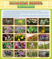 Стенд "Красная книга - растения" - fgospostavki.ru - Яблоновский