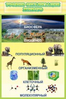 Стенд "Уровни организации живого" - fgospostavki.ru - Яблоновский