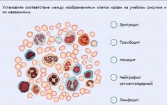 Интерактивные курсы. Биология 11 класс. Расширенный. - fgospostavki.ru - Яблоновский