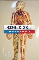 Модель барельефная "Кровеносная система человека" - fgospostavki.ru - Яблоновский