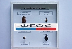 Коллекция "Семейство жуков" - fgospostavki.ru - Яблоновский