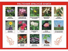 Таблица демонстрационная "Растения Красной книги" (винил 70*100) - fgospostavki.ru - Яблоновский