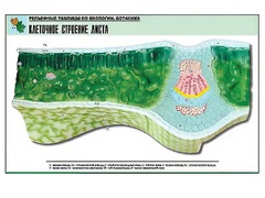 Рельефная таблица "Клеточное строение листа" (формат А1, матовое ламинирование) - fgospostavki.ru - Яблоновский