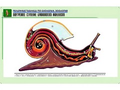 Рельефная таблица "Внутреннее строение брюхоногого моллюска" (формат А1, матовое ламинирование) - fgospostavki.ru - Яблоновский