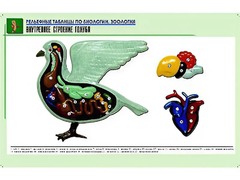 Рельефная таблица "Внутреннее строение голубя" (формат А1, матовое ламинирование) - fgospostavki.ru - Яблоновский