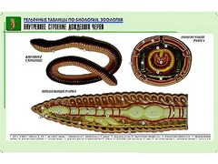 Рельефная таблица "Внутреннее строение дождевого червя" (формат А1, матовое ламинирование) - fgospostavki.ru - Яблоновский
