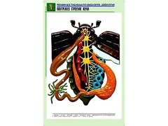 Рельефная таблица "Внутреннее строение жука" (формат А1, матовое ламинирование) - fgospostavki.ru - Яблоновский