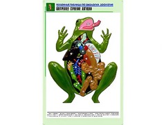 Рельефная таблица "Внутреннее строение лягушки" (формат А1, матовое ламинирование) - fgospostavki.ru - Яблоновский