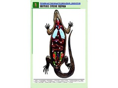 Рельефная таблица "Внутреннее строение ящерицы" (формат А1, матовое ламинирование) - fgospostavki.ru - Яблоновский