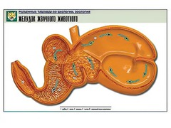 Рельефная таблица "Желудок жвачного животного" (формат А1, матовое ламинирование) - fgospostavki.ru - Яблоновский