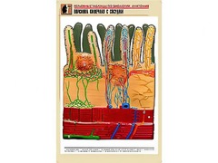 Рельефная таблица "Ворсинка кишечная с сосудом" (формат А1, матовое ламинирование) - fgospostavki.ru - Яблоновский