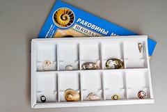 Коллекция "Раковины моллюсков" - fgospostavki.ru - Яблоновский