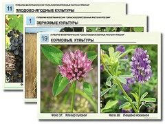 Гербарий фотографический "Сельскохозяйственные растения России" - fgospostavki.ru - Яблоновский