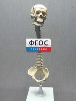 Модель "Позвоночник с черепом и тазом" - fgospostavki.ru - Яблоновский