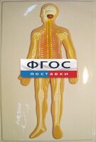 Модель барельефная "Нервная система человека" - fgospostavki.ru - Яблоновский