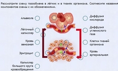 Интерактивные курсы. Биология 9 класс. Расширенный. - fgospostavki.ru - Яблоновский
