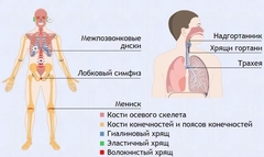 Интерактивные курсы. Биология 9 класс. Базовый. - fgospostavki.ru - Яблоновский