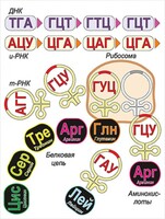 Модель-аппликация Биосинтез белка - fgospostavki.ru - Яблоновский