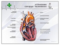 Стенд "Строение сердца человека" - fgospostavki.ru - Яблоновский