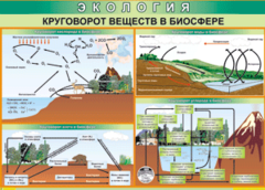 Таблица "Круговорот веществ в биосфере" (100х140 сантиметров, винил) - fgospostavki.ru - Яблоновский