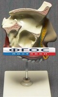 Модель "Разрез носоглотки" - fgospostavki.ru - Яблоновский