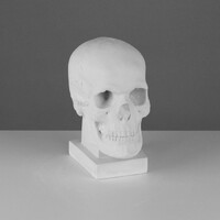 Череп (гипсовый слепок с натурального) - fgospostavki.ru - Яблоновский