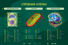 Электрифицированный стенд "Строение клетки" с маркерными полями - fgospostavki.ru - Яблоновский