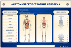 Электрифицированный стенд-тренажер c макетом скелета "Анатомическое строение человека" - fgospostavki.ru - Яблоновский