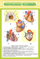 Стенд "Строение сердца" - fgospostavki.ru - Яблоновский