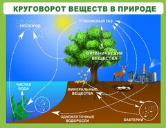 Стенд "Круговорот веществ" - fgospostavki.ru - Яблоновский