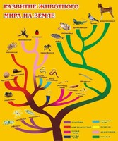 Стенд "Развитие животного мира на земле" - fgospostavki.ru - Яблоновский