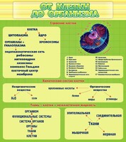 Стенд "От клетки до организма" - fgospostavki.ru - Яблоновский